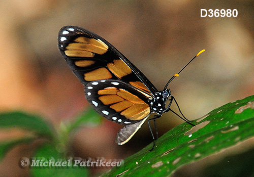 Vibilia Longwing (Eueides vibilia)